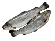 Форель (тушка) охлажденная потрошеная с головой, около 5-6 кг