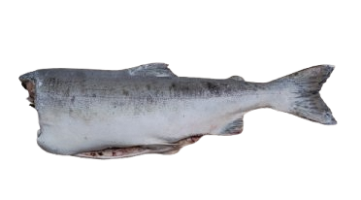 Горбуша потрошеная без головы IQF 