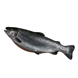 Форель охлажденная  (тушка) с головой потрошеная superior quality 3-4 кг