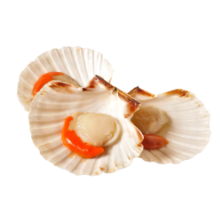 Гребешок золотой с икрой на полустворке раковины IQF 45/55, 1 кг