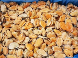 Мясо Клем Вонголе IQF, 300/500, в/м,, 10 кг