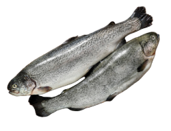 Форель (тушка) охлажденная потрошеная с головой, около 5-6 кг