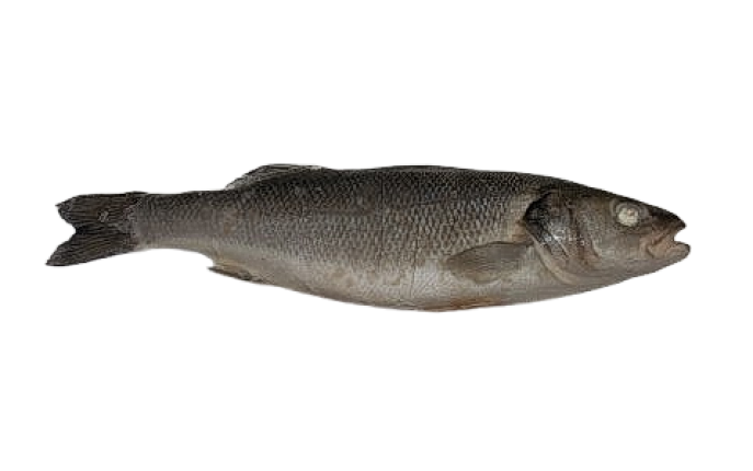 Сибас целый IQF, размер 300-400, весовой