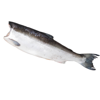 Нерка дальневосточная потрошеная IQF, размер 1,8-2,3 кг, весовая