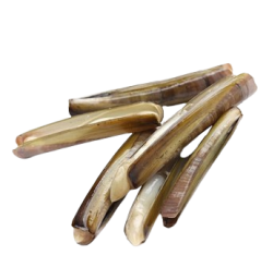 Черенок морской (Навахас), на створках раковины, 40/60, 300г