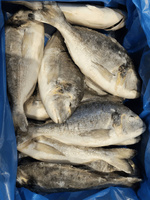 Дорадо непотрошеная IQF, размер 300-400 г, весовая